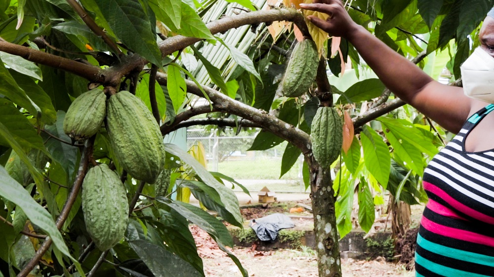 Cacao Acomuita